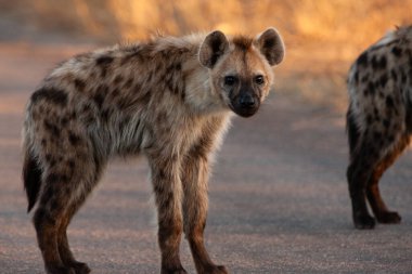 Kruger Ulusal Parkı, Güney Afrika 'da Sırtlan görüldü