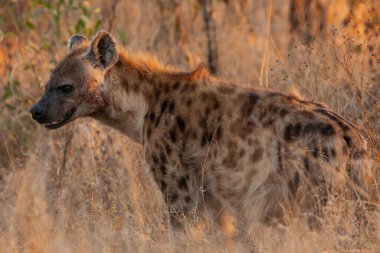 Kruger Ulusal Parkı, Güney Afrika 'da Sırtlan görüldü