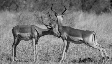 Güney Afrika Kruger Ulusal Parkı 'nda İmpala Antilopları