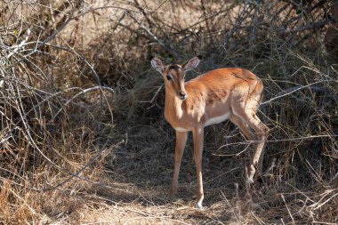 Güney Afrika Kruger Ulusal Parkı 'nda İmpala Antilopları