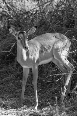 Güney Afrika Kruger Ulusal Parkı 'nda İmpala Antilopları