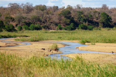 Güney Afrika ulusal Krueger parkının doğa manzaraları