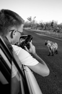 Tanımlanamayan turist, 2009 'da Kruger Ulusal Parkı' nda Benekli Sırtlan fotoğrafı çekiyor.