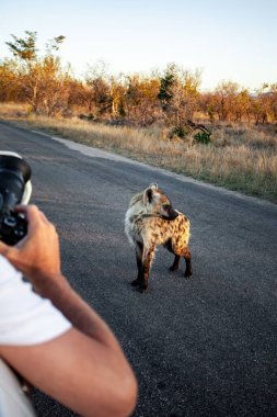 Güney Afrika Kruger Ulusal Parkı 'nda Benekli Sırtlan' ın fotoğrafını çeken adam.