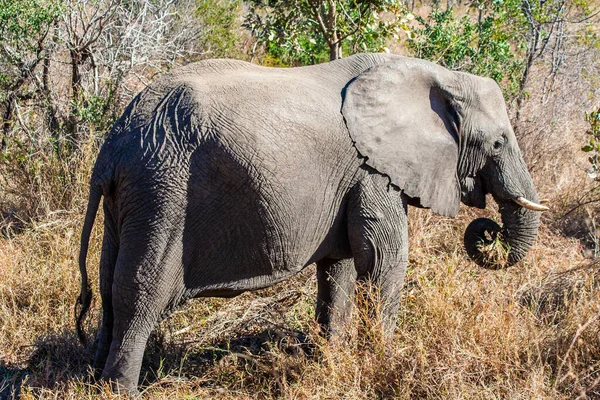 Elefante Africano Parque Nacional Kruger Una Las Mayores Reservas Caza — Foto de Stock