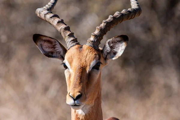 Impala Antilopen Krüger Nationalpark Südafrika — Stockfoto