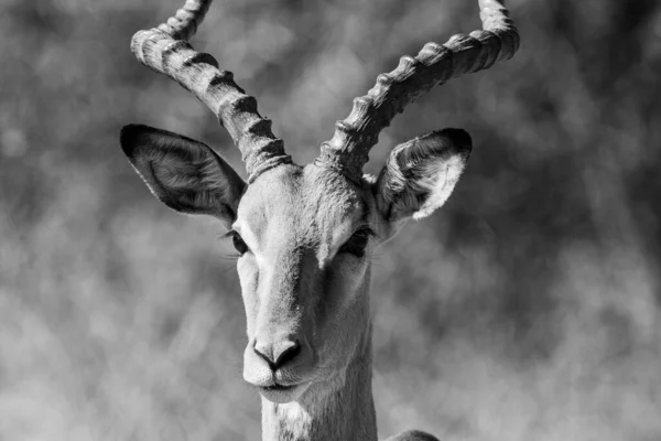 Antylopy Impala Parku Narodowym Kruger Republika Południowej Afryki — Zdjęcie stockowe