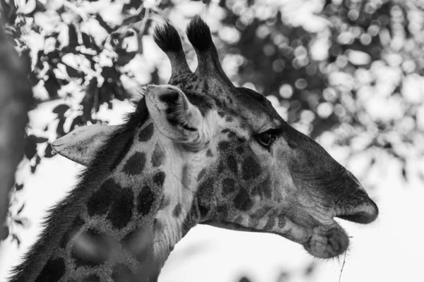 Jirafa Parque Nacional Kruger Sudáfrica Uno Los Destinos Observación Vida — Foto de Stock