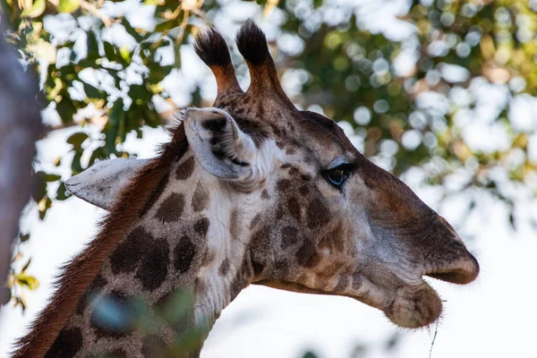 Jirafa Parque Nacional Kruger Sudáfrica Uno Los Destinos Observación Vida —  Fotos de Stock