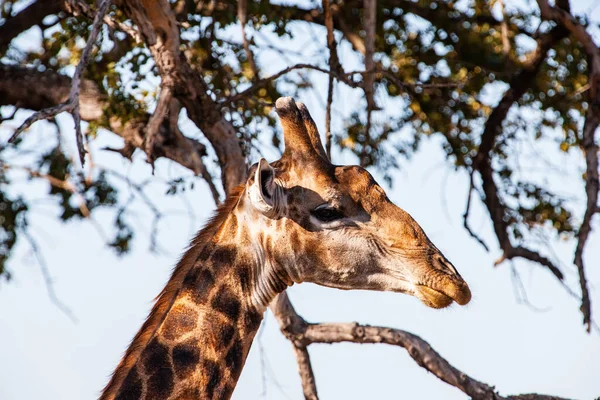 Zsiráf Kruger Nemzeti Parkban Dél Afrikában Világ Egyik Legnagyobb Vadvilágot — Stock Fotó