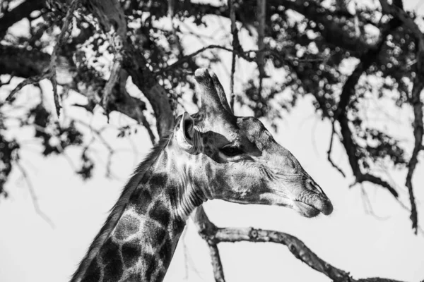 南非克鲁格国家公园的长颈鹿 世界上最大的野生动物观察目的地之一 — 图库照片