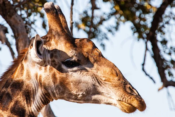 Žirafa Krugerově Národním Parku Jižní Africe Jeden Největších Divoce Žijících — Stock fotografie