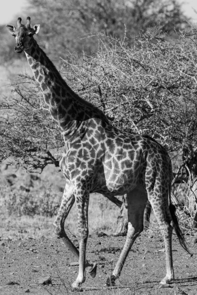 Zsiráf Kruger Nemzeti Parkban Dél Afrikában Világ Egyik Legnagyobb Vadvilágot — Stock Fotó