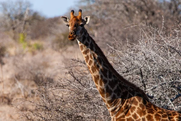 Καμηλοπάρδαλη Στο Εθνικό Πάρκο Κρούγκερ Νότια Αφρική Ένας Από Τους — Φωτογραφία Αρχείου