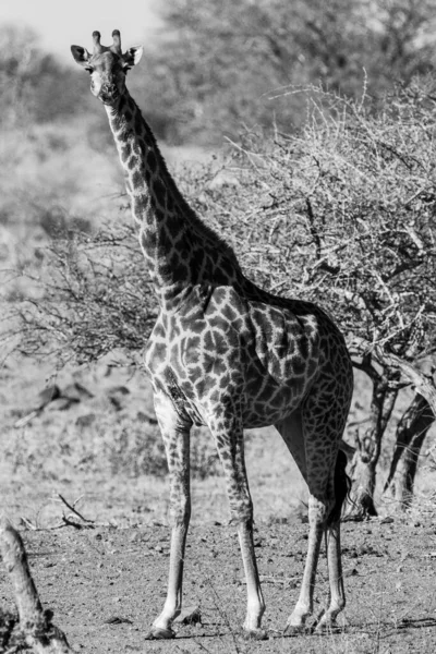 Girafe Dans Parc National Kruger Afrique Sud Une Des Grandes — Photo