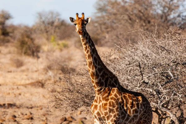 Giraffe Het Kruger National Park Zuid Afrika Een Van Werelds — Stockfoto