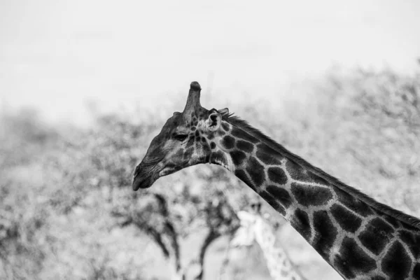 Zsiráf Kruger Nemzeti Parkban Dél Afrikában Világ Egyik Legnagyobb Vadvilágot — Stock Fotó