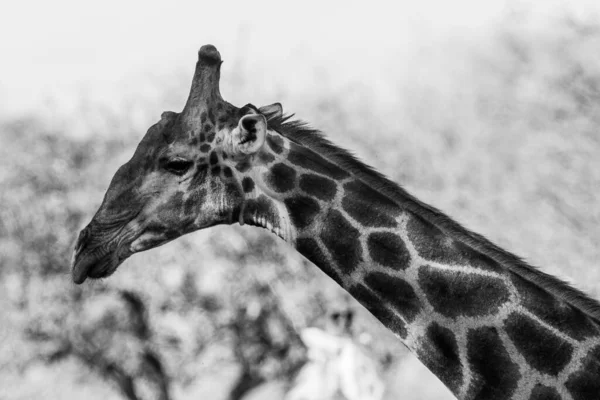 Zsiráf Kruger Nemzeti Parkban Dél Afrikában Világ Egyik Legnagyobb Vadvilágot — Stock Fotó