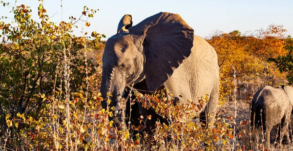 Elefant African Parcul Național Kruger Una Dintre Cele Mai Mari — Fotografie, imagine de stoc