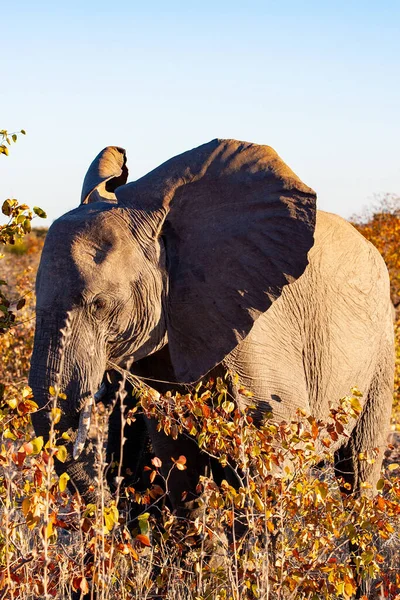 Африканський Слон Національному Парку Крюгер Один Найбільших Заповідників Південній Африці — стокове фото