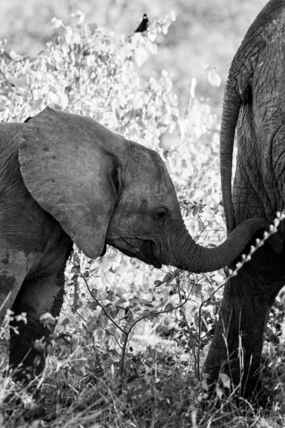 Elefante Africano Parque Nacional Kruger Uma Das Maiores Reservas Caça — Fotografia de Stock