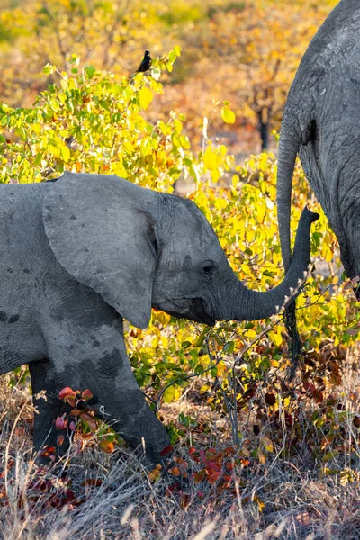 Африканский Слон Национальном Парке Крюгера Одном Крупнейших Заповедников Дичи Южной — стоковое фото