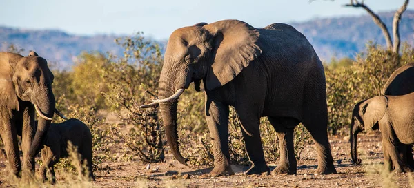 Kruger Ulusal Parkı Ndaki Afrika Fili Güney Afrika Daki Büyük — Stok fotoğraf