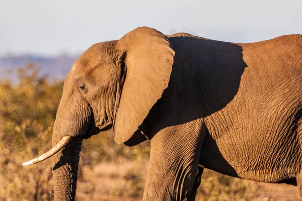 Słoń Afrykański Parku Narodowym Kruger Jeden Największych Rezerwatów Dziczyzny Rpa — Zdjęcie stockowe