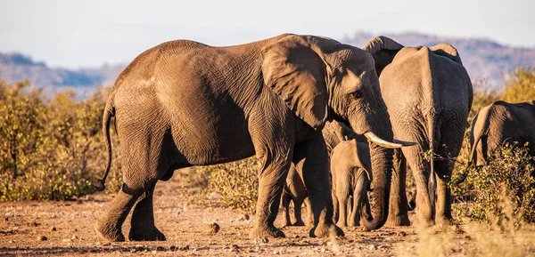 Africaner Elefant Savannen Kenya – stockfoto