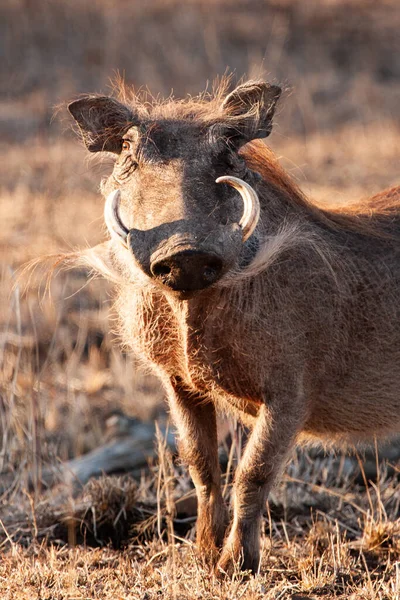 Gros Plan Une Jeune Chèvre Afro Américaine Dans Champ Vert — Photo