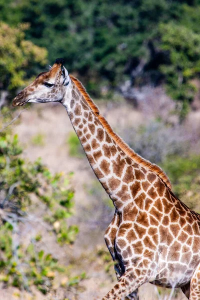 Giraffa Nel Kruger National Park Sud Africa Una Delle Più — Foto Stock