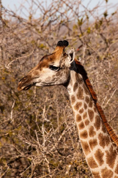 Girafa Parque Nacional Kruger África Sul Dos Maiores Destinos Observação — Fotografia de Stock