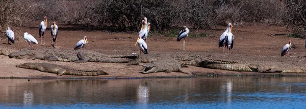 Suda Bir Pelikan Sürüsü — Stok fotoğraf