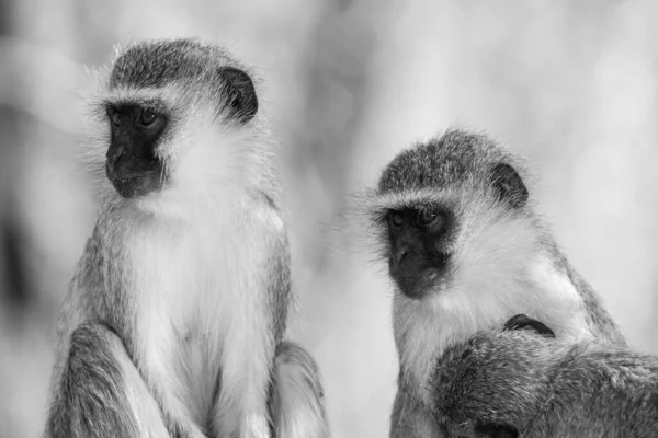 Vervet Monkeys Chlorocebus Pygerythrus Kruger National Park África Sul — Fotografia de Stock