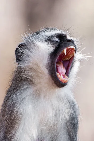 南非克鲁格国家公园的兽医猴 Chlorocebus Pygerythrus — 图库照片