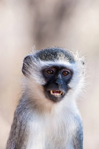 Monos Vervet Chlorocebus Pygerythrus Parque Nacional Kruger Sudáfrica — Foto de Stock