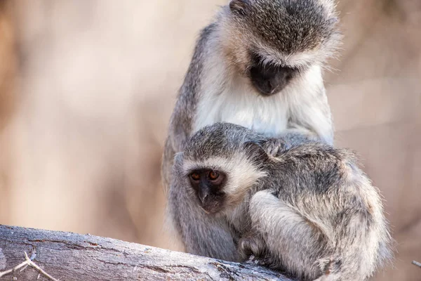 Vervet Monkeys Chlorocebus Pygerythrus Kruger National Park África Sul — Fotografia de Stock