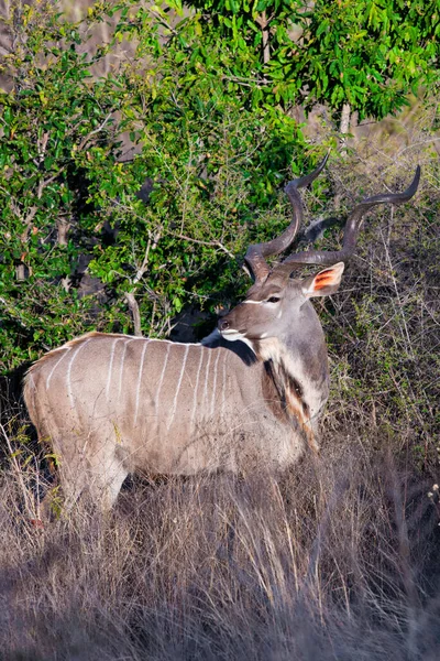 Impala Antelopes Národním Parku Kruger Jihoafrická Republika — Stock fotografie