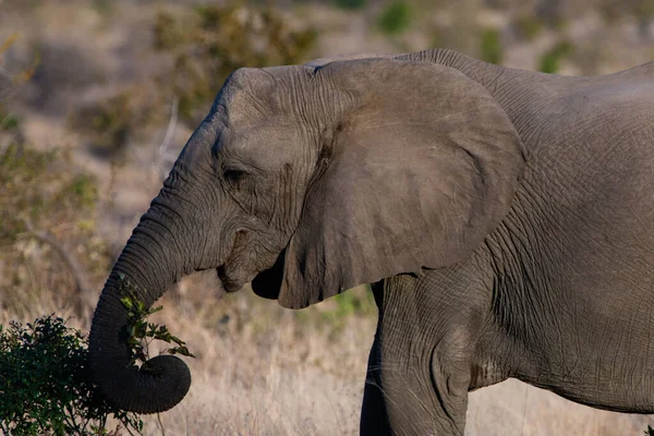 Słoń Afrykański Parku Narodowym Kruger Jeden Największych Rezerwatów Dziczyzny Rpa — Zdjęcie stockowe