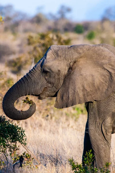 Słoń Afrykański Parku Narodowym Kruger Jeden Największych Rezerwatów Dziczyzny Rpa — Zdjęcie stockowe