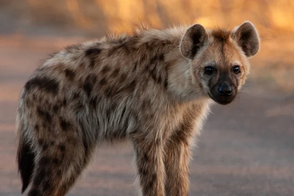 南アフリカのクルーガー国立公園でハイエナを発見 — ストック写真