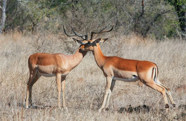 Impala Antelopes Parque Nacional Kruger África Sul — Fotografia de Stock