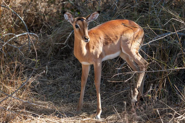 Antylopy Impala Parku Narodowym Kruger Republika Południowej Afryki — Zdjęcie stockowe