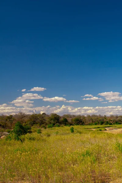 Afrikaans Landschap Het Kruger National Park Zuid Afrika — Stockfoto