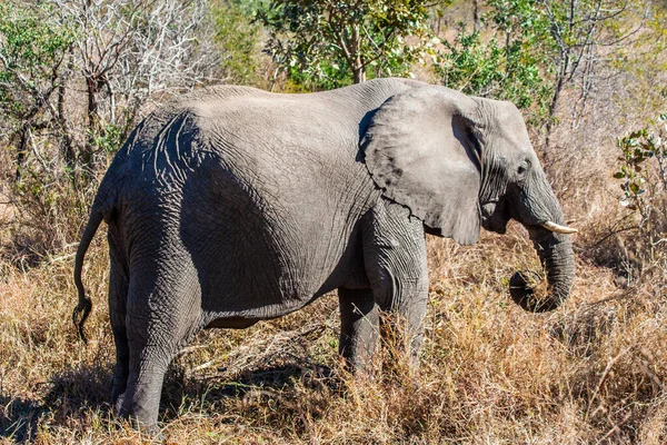 African Elephant Kruger National Park South Africa — Stock Photo, Image