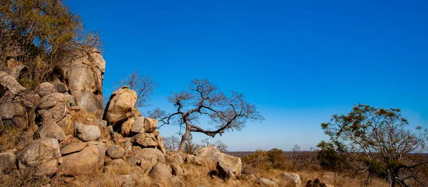 Güney Afrika Daki Kruger Ulusal Parkı Nda Afrika Manzarası — Stok fotoğraf