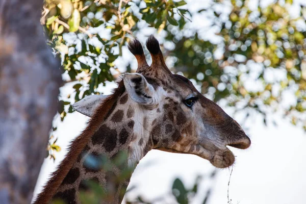 Jirafa Parque Nacional Kruger Sudáfrica Uno Los Destinos Observación Vida —  Fotos de Stock