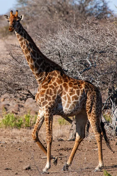 Żyrafa Parku Narodowym Kruger Rpa Jedno Największych Miejsc Świecie Gdzie — Zdjęcie stockowe