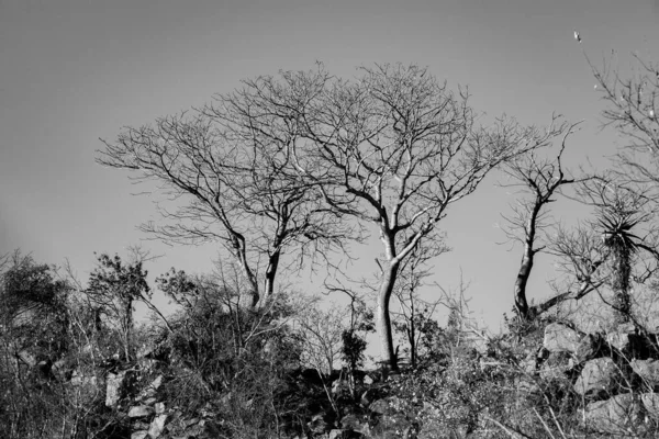 Paisaje Africano Parque Nacional Kruger Sudáfrica — Foto de Stock