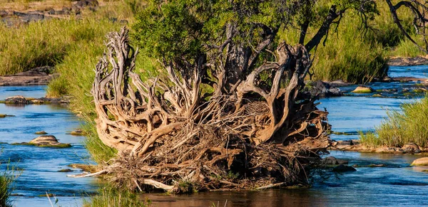 Африканский Ландшафт Национальном Парке Крюгер Юар — стоковое фото